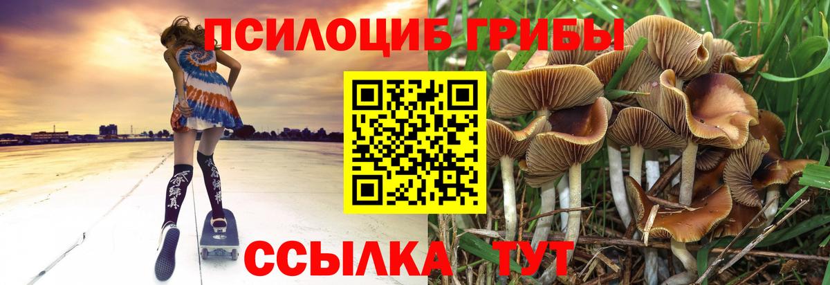 Псилоцибиновые грибы Cubensis Фролово